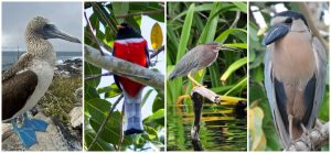 aves rn ¡Ya comenzó la temporada de observación de aves en la Riviera Nayarit!
