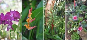 orquidesa nayarit Jardín de la Selva: el paraíso de las orquídeas en la Riviera Nayarit