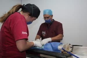 esterilización 2 Anuncia municipio de Aguascalientes Primera Campaña de Esterilización Canina y Felina gratuita 2020