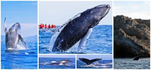 rn 3 ¡Hasta la vista, babys! Termina temporada de avistamiento de ballenas en Riviera Nayarit