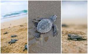 tortugas Protección y conservación de la tortuga marina, un compromiso de Riviera Nayarit