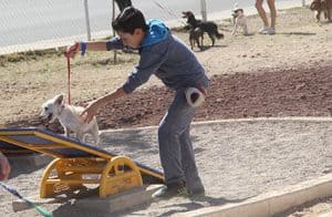 Ags. perros esterilizacion 2 Anuncia municipio nueva campaña gratuita de esterilización canina y felina