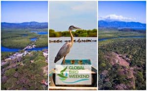 Ave méxico Observa aves desde Riviera Nayarit en el Global Bird Weekend 2020