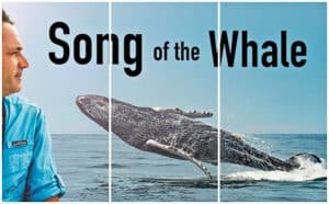 ballenas Riviera Nayarit, donde las ballenas cantan y se enamoran