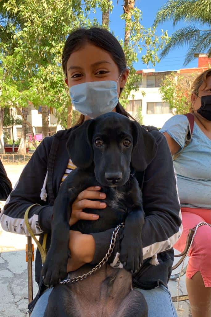 esterilizacion can Ayuntamiento de Tepic lleva jornadas de esterilización de mascotas a las colonias  