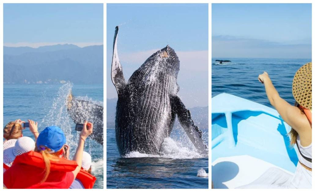 ballenas jorobadad Avistamiento de ballenas, una actividad que debe hacerse de manera responsable