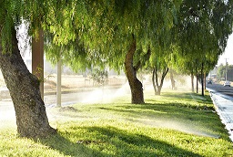 camellones 1 Producción de plantas tratadoras del municipio eficienta riego de áreas verdes