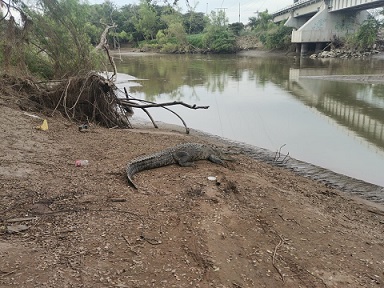 FOTO NOTA 201221 4 Capturan ejemplar de cocodrilo del río Pitillal