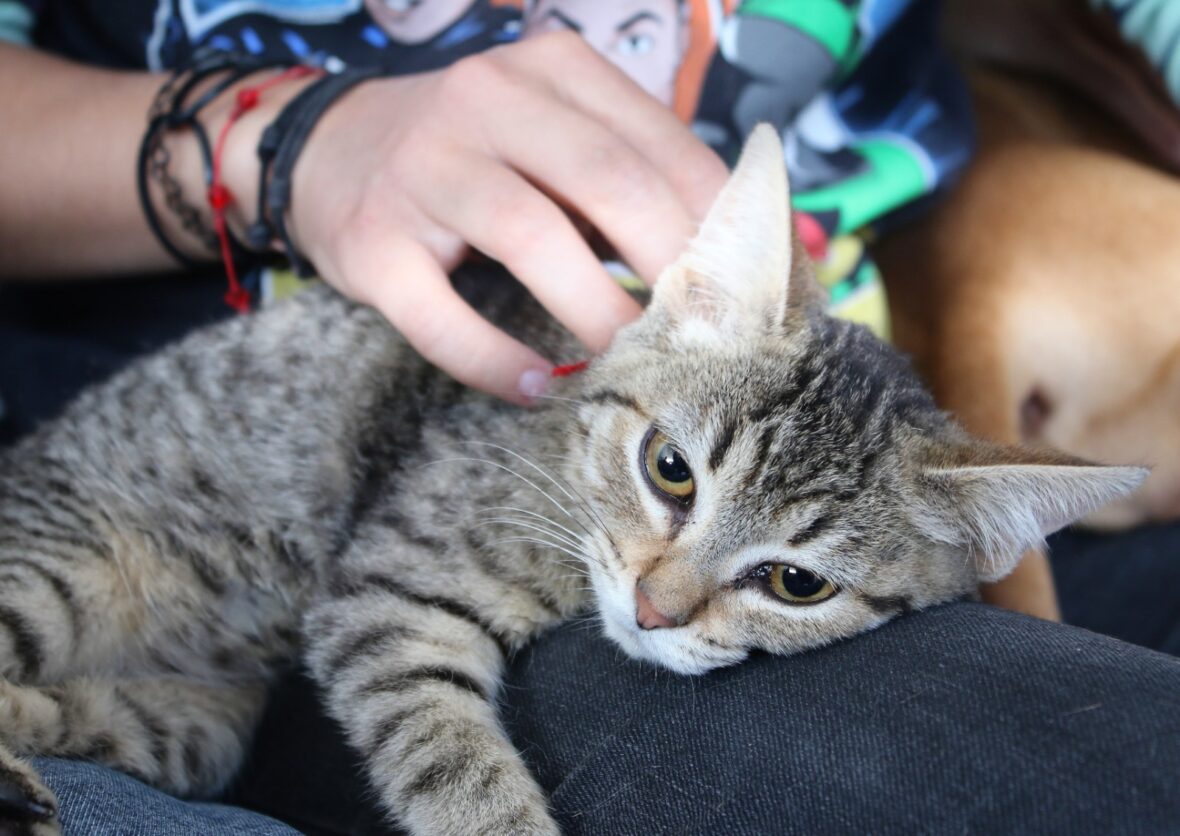 17 1 scaled OFRECERÁN SERVICIOS VETERINARIOS GRATUITOS ESTE VIERNES EN EL MUNICIPIO DE ASIENTOS