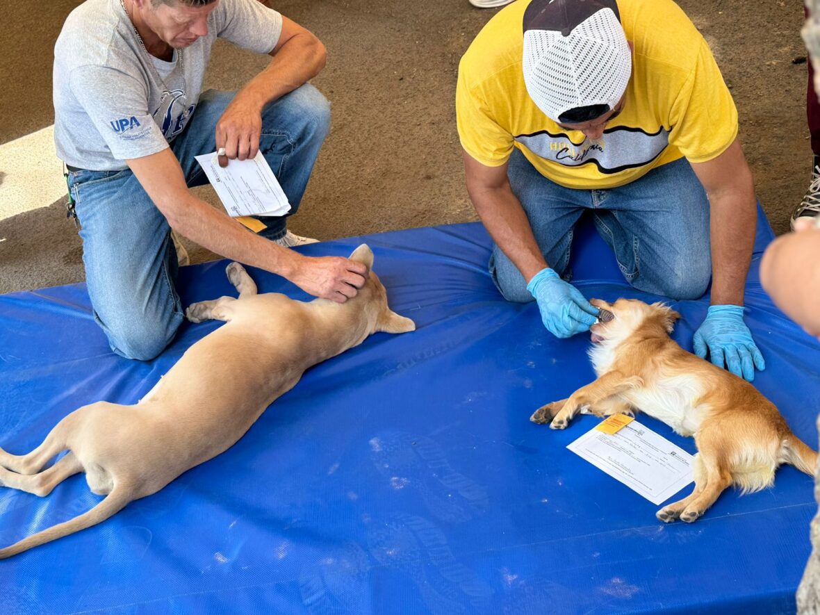 WhatsApp Image 2024 06 17 at 11.50.27 AM scaled INVITA MUNICIPIO A LA CAMPAÑA DE ESTERILIZACIÓN CANINA Y FELINA EN EL QUIRÓFANO MÓVIL