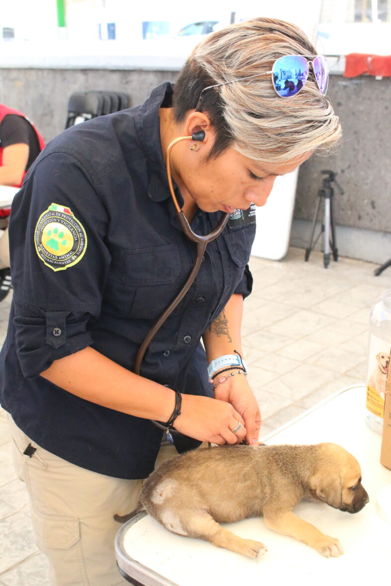 7 1 scaled SERVICIOS VETERINARIOS GRATUITOS PARA PERRITOS Y GATITOS EN TEPEZALÁ ESTE 12 DE JULIO