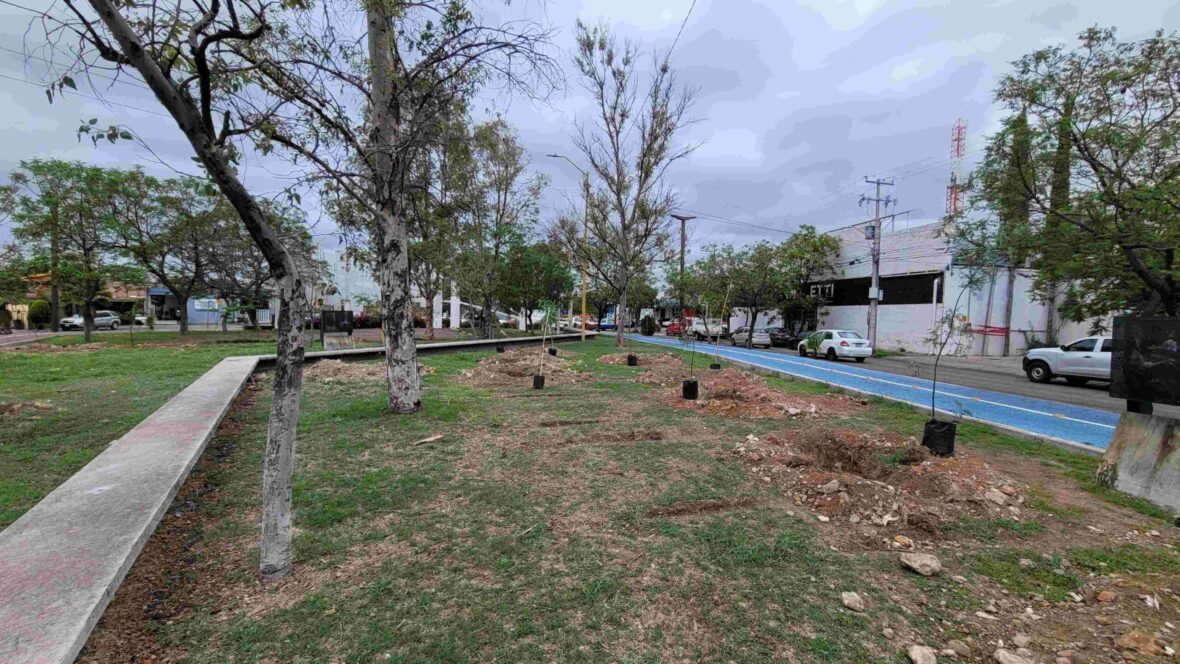 Arboriz2 scaled 1 scaled EMPRESAS SUMAN ESFUERZOS CON EL MUNICIPIO EN CUIDADOS DE ÁREAS ARBORIZADAS