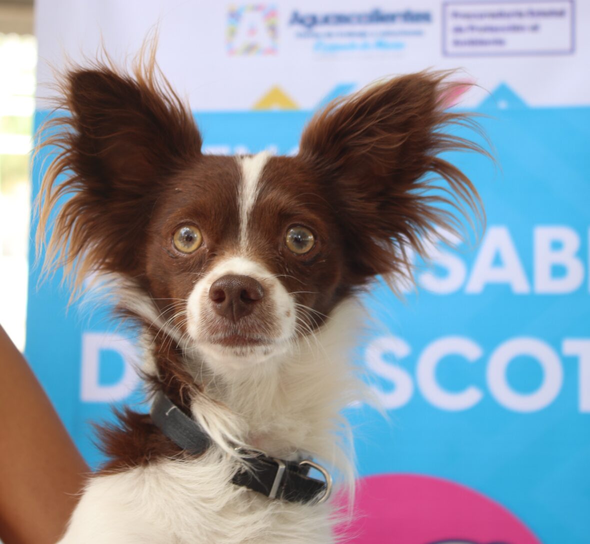 3 scaled EL GOBIERNO DEL ESTADO LLEVARÁ A PABELLÓN DE HIDALGO SERVICIOS VETERINARIOS GRATUITOS ESTE VIERNES