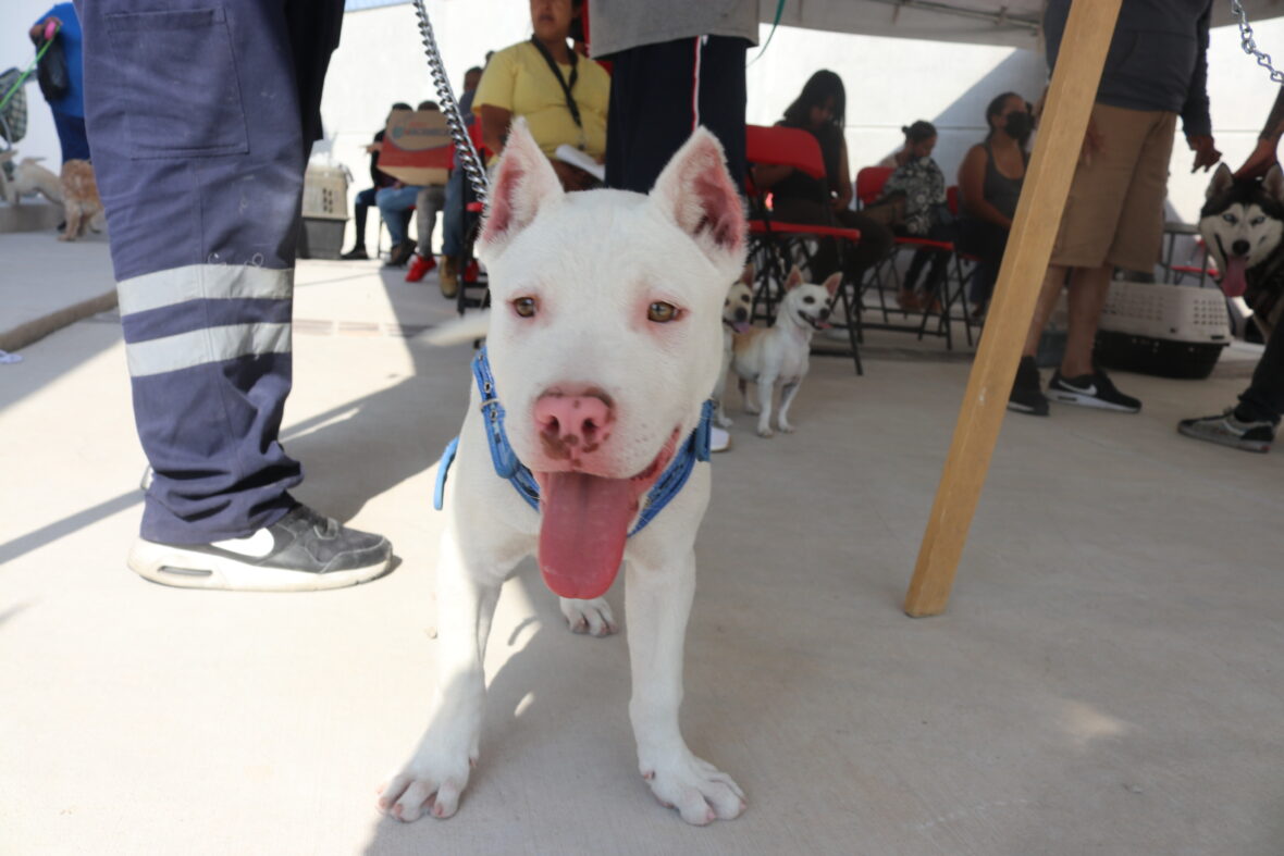 6 scaled ESTE VIERNES, ATENCIÓN VETERINARIA GRATUITA PARA TU MASCOTA EN CALVILLO