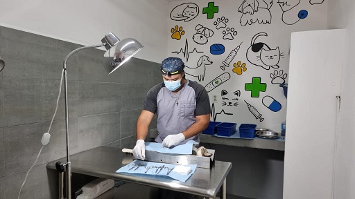 esterilizar Realizan campañas gratuitas de esterilización y vacunación de mascotas