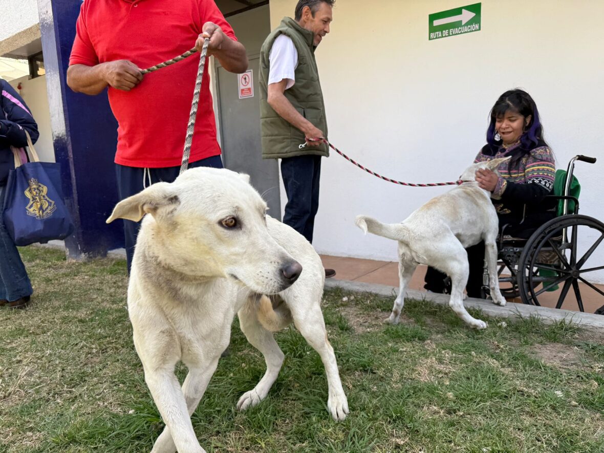 WhatsApp Image 2025 01 24 at 1.31.45 PM 2 scaled MUNICIPIO DE AGUASCALIENTES TRABAJA A FAVOR DEL BIENESTAR ANIMAL