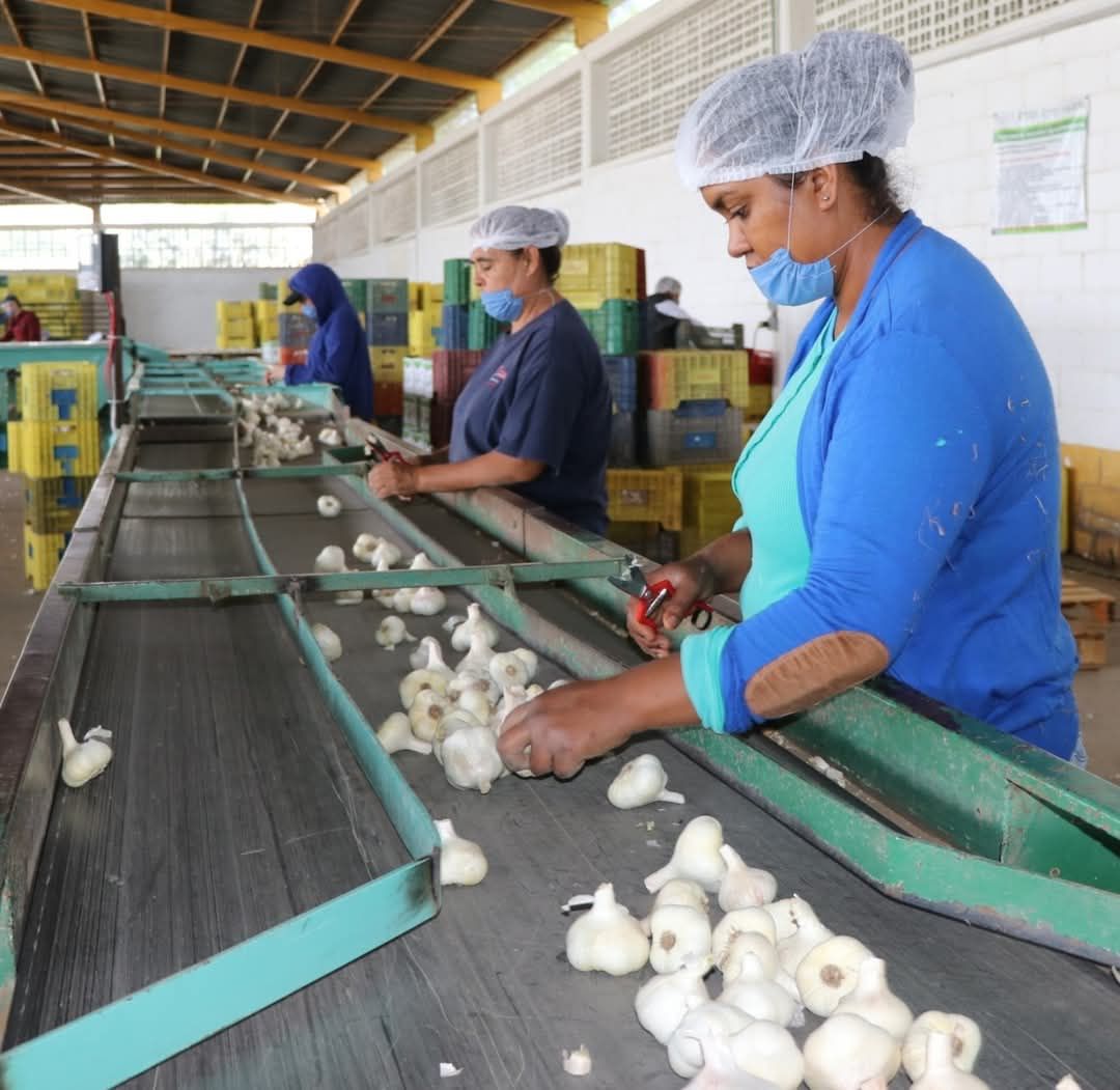 15 4 AGUASCALIENTES, SEDE DEL TALLER INTERNACIONAL DEL AJO; PARTICIPAN EXPERTOS DE MÉXICO, BRASIL, CHILE, ESPAÑA, ESTADOS UNIDOS Y PERÚ