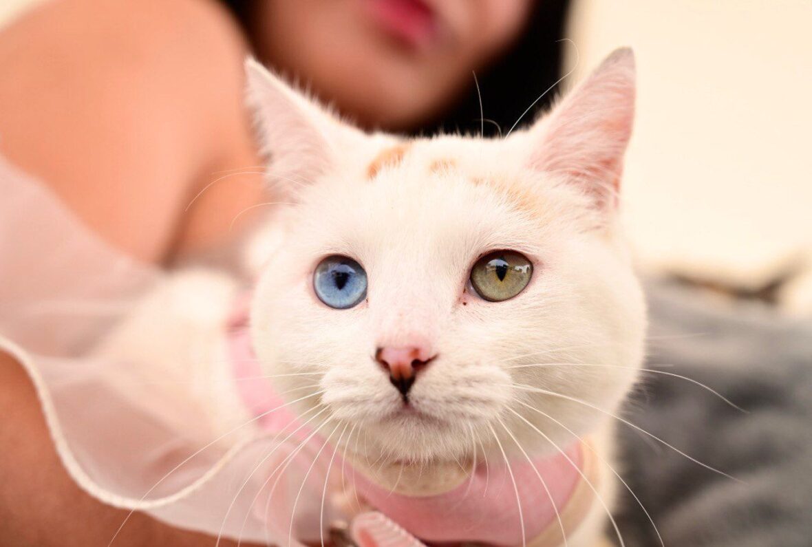 44 scaled SERVICIOS VETERINARIOS GRATUITOS ESTE VIERNES EN RINCÓN DE ROMOS