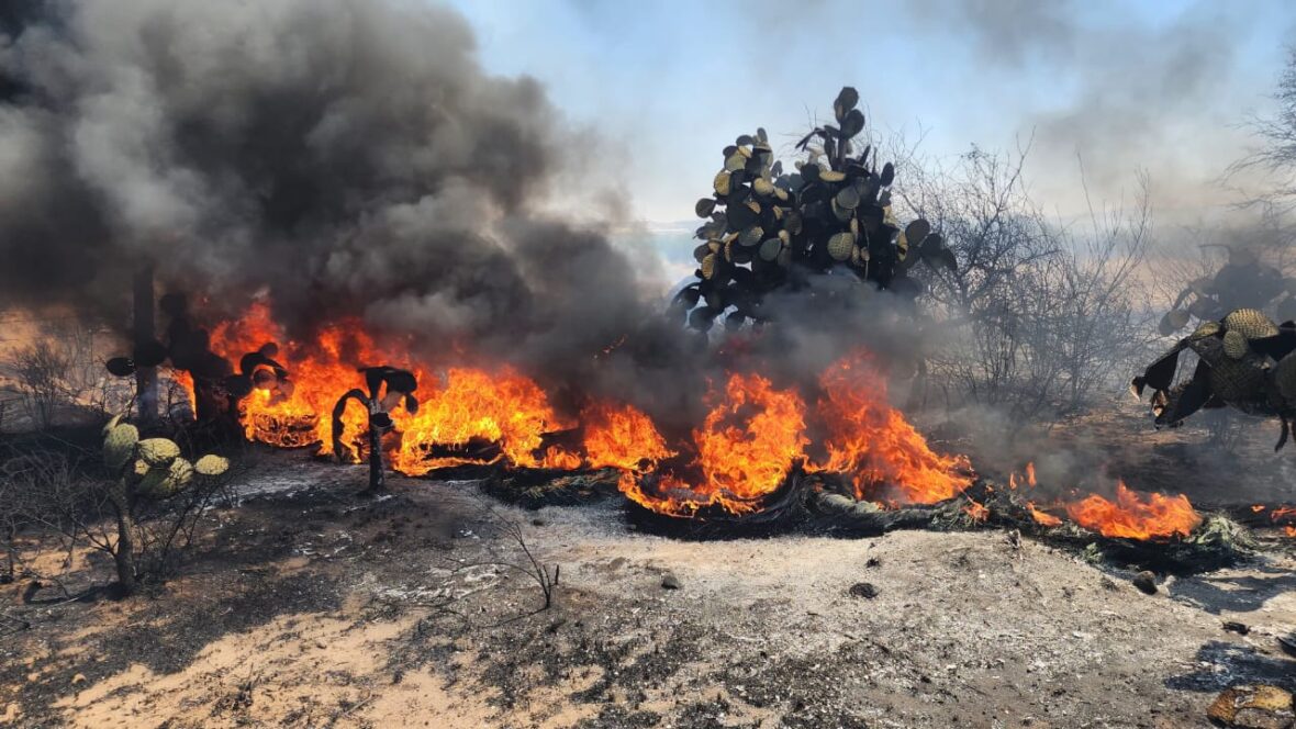 Imagen de WhatsApp 2025 03 28 a las 14.09.35 5dbf408d scaled BOMBEROS MUNICIPALES DE AGUASCALIENTES Y CONAFOR UNIFICAN ESFUERZOS EN EL COMBATE DE INCENDIOS