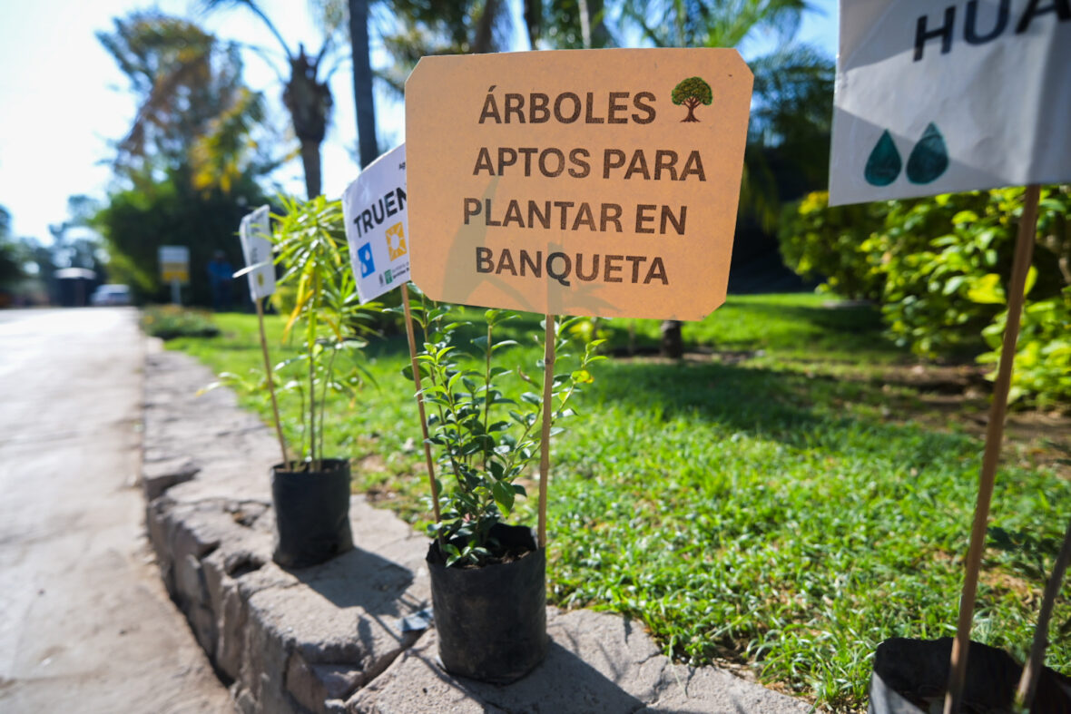 CMC 2920 scaled EXITOSA JORNADA DE ENTREGA DE PLANTAS ORNAMENTALES Y ÁRBOLES EN EL VIVERO MUNICIPAL