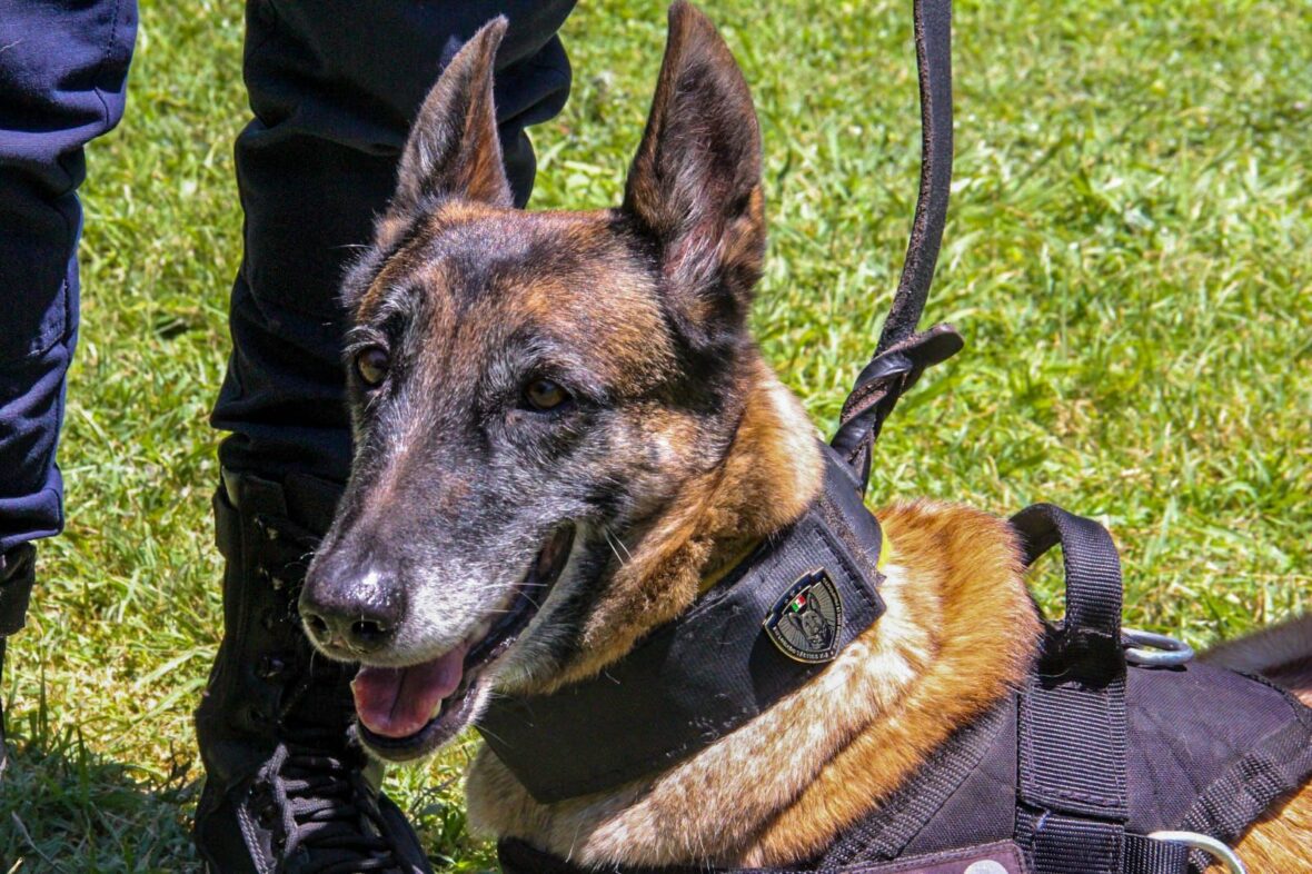 211bfad8 c794 46e9 820e 243d88ede11d scaled SE POSICIONA GRUPO K9 DE LA POLICÍA MUNICIPAL DE AGUASCALIENTES COMO EL PRIMERO EN EL ESTADO EN CERTIFICARSE EN FUNCIÓN POLICIAL Y DETECCIÓN DE AROMAS