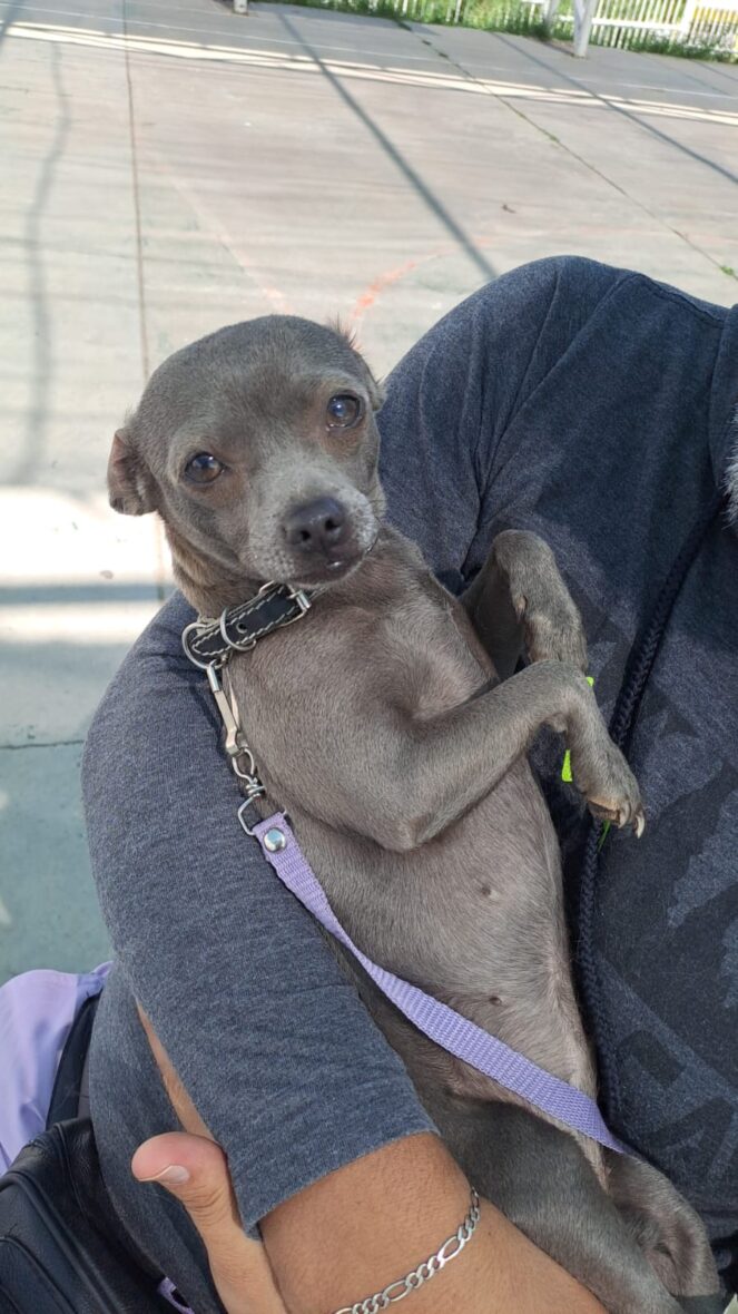 4 4 scaled ANUNCIA COORDINACIÓN GENERAL DE SALUD FERIA DE ADOPCIONES EN EL QUINCENARIO DE LA VIRGEN DE LA ASUNCIÓN