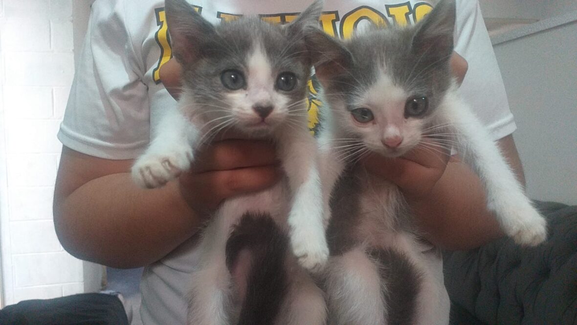 892c2a14 c179 44f5 b23c fa6818544140 scaled MUNICIPIO LLEVARÁ ESTERILIZACIONES CANINAS Y FELINAS A VILLA CANTO Y LADRILLERAS LOS ARELLANO