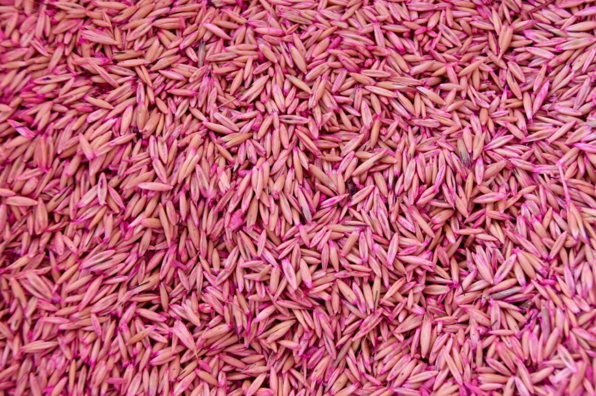 WhatsApp Image 2025 08 16 at 10.46.48 AM 3 scaled INVITAN A PRODUCTORES AGROPECUARIOS A PARTICIPAR EN LA CONVOCATORIA PARA ADQUIRIR SEMILLA DE AVENA