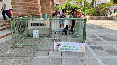 adopta no compres 2 ¡Adopta, no compres! Más de 100 perros y gatos ya encontraron hogar en Vallarta