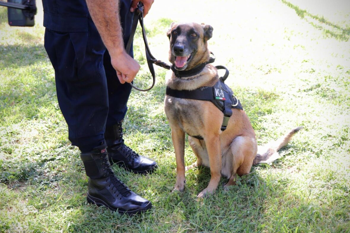 f17813f8 7405 4f55 b4f4 2cd38861dd3b scaled BUSCA GRUPO K-9 DE LA POLICÍA MUNICIPAL CERTIFICACIÓN EN FUNCIÓN POLICIAL Y DETECCIÓN DE OLORES