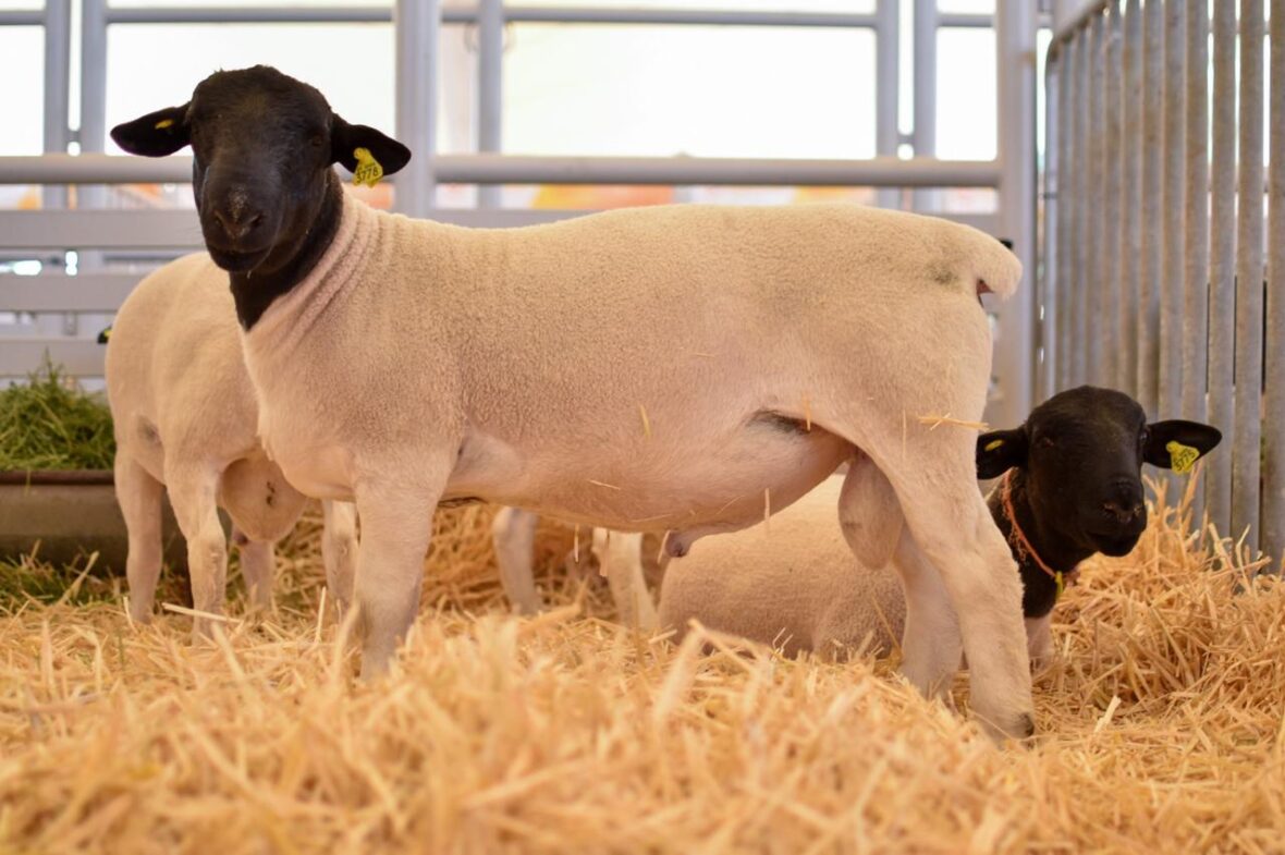 WhatsApp Image 2025 08 30 at 2.26.43 PM 1 scaled APOYARÁN A MUJERES PRODUCTORAS CON BORREGOS PARA QUE PUEDAN REPOBLAR SUS ESTABLOS; LA CONVOCATORIA ABRE ESTE 1.º DE SEPTIEMBRE