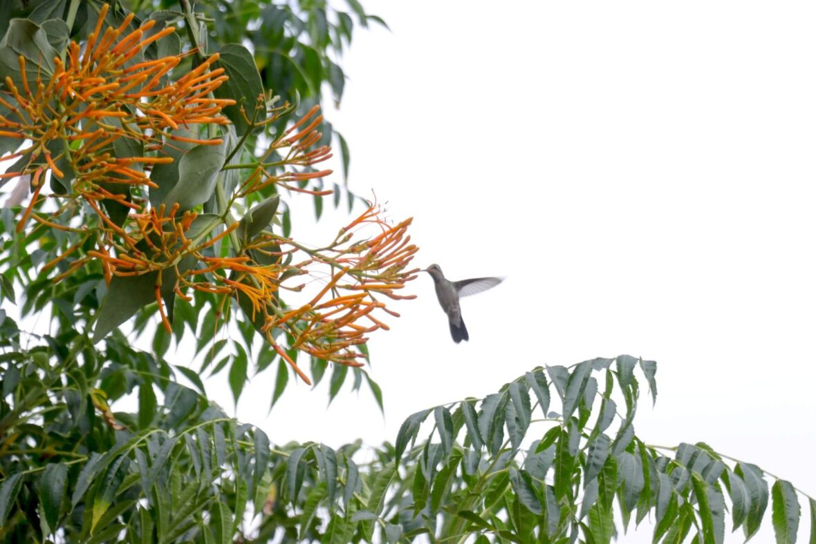 WhatsApp Image 2025 09 02 at 3.13.08 PM scaled IMPLEMENTA SERVICIOS PÚBLICOS BRIGADAS DE CUIDADO Y CONTROL DE PLAGAS EN ÁRBOLES