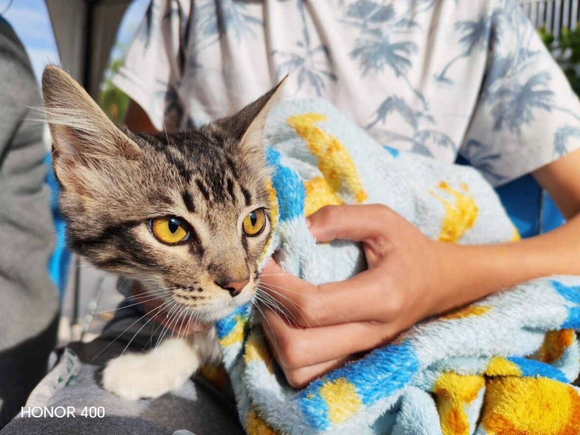 3eb8695a 696a 47c1 8430 7a21ec3aed65 scaled EL QUIRÓFANO VETERINARIO MÓVIL LLEGARÁ A LOMAS DE LOS NEGRITOS Y LA ESTRELLA