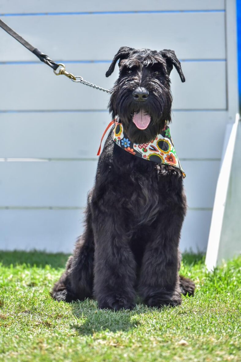 WhatsApp Image 2025 10 06 at 3.16.04 PM 1 scaled POLICÍA ESTATAL PRESENTA A SUS NUEVOS ELEMENTOS: LOS CACHORROS DELTA Y RANGER SE PREPARAN PARA SER K9