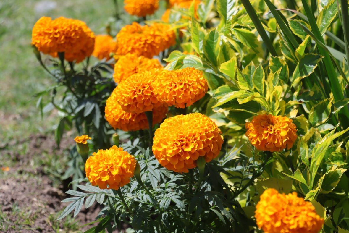 WhatsApp Image 2025 10 15 at 7.08.54 PM 1 scaled EMBELLECE MUNICIPIO DE AGUASCALIENTES LA CIUDAD CON MÁS DE SEIS MIL PLANTAS DE CEMPASÚCHIL