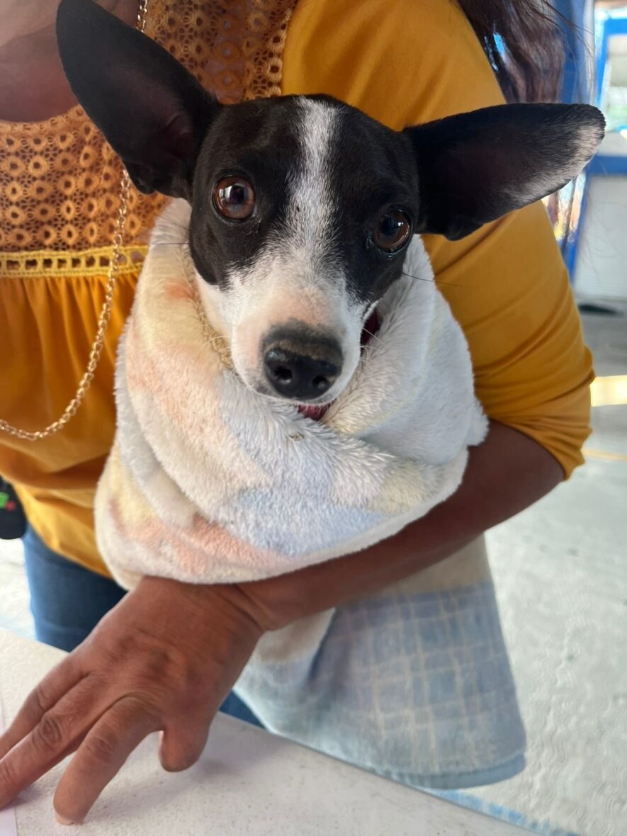 640fa55f 4d8a 4ad4 af71 4937e8ac1eb5 scaled ANUNCIAN NUEVAS FECHAS DE ESTERILIZACIONES GRATUITAS EN EL QUIRÓFANO VETERINARIO MÓVIL