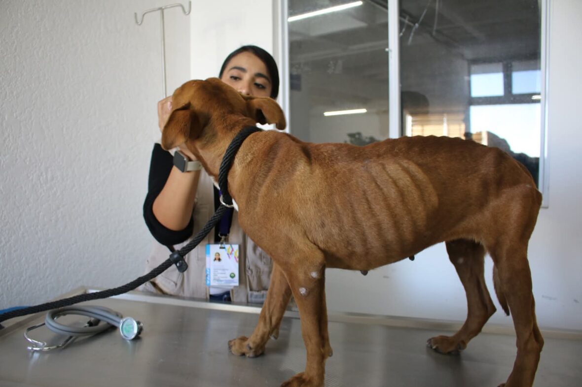 WhatsApp Image 2025 11 11 at 11.53.31 AM 1 scaled EL RESCATE DE RAMONA, UNA HISTORIA DE ESPERANZA Y AMOR INCONDICIONAL