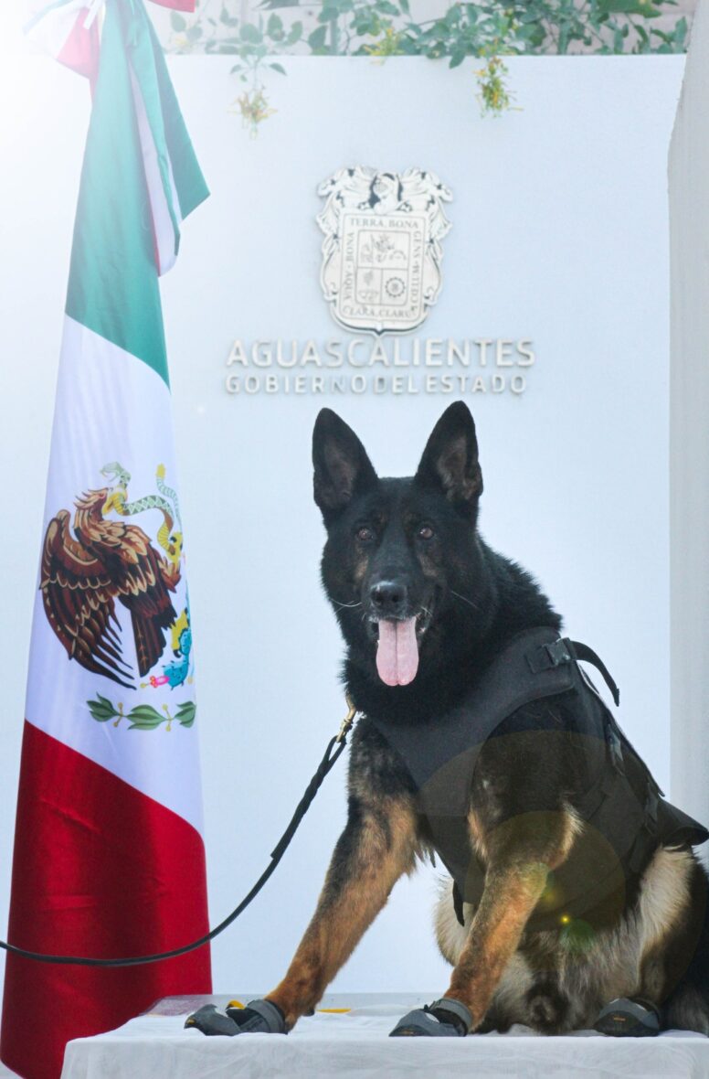 WhatsApp Image 2025 11 28 at 1.44.07 PM scaled CON HONORES SE JUBILAN CINCO HÉROES K9 TRAS UNA VIDA DE SERVICIO Y ENTREGA A AGUASCALIENTES