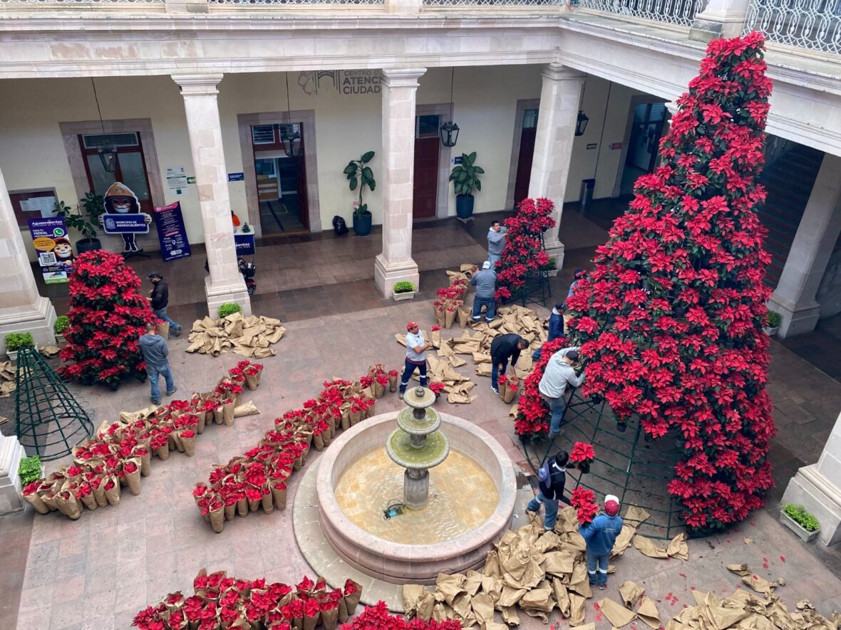 WhatsApp Image 2025 12 05 at 1.33.26 PM scaled COLOCA MUNICIPIO DE AGUASCALIENTES EN EL PRIMER CUADRO DE LA CIUDAD FLORES DE NOCHEBUENA