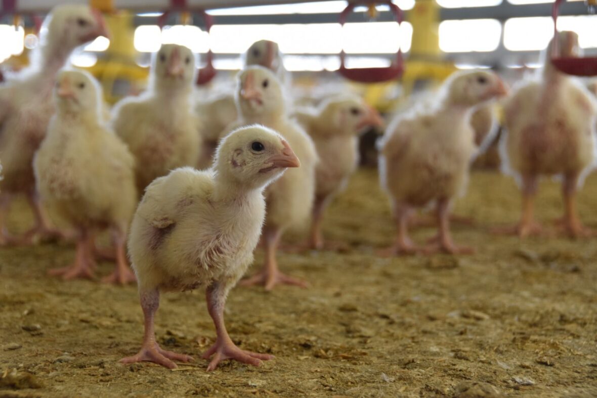 WhatsApp Image 2025 12 19 at 8.31.00 AM 1 scaled POLLO DE AGUASCALIENTES, LISTO PARA LLEGAR A LAS MESAS DE MÉXICO EN ESTA NAVIDAD