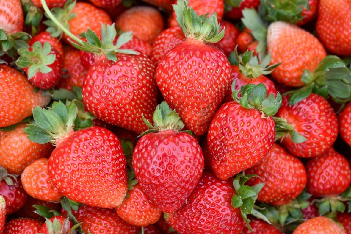 WhatsApp Image 2026 01 23 at 1.03.58 PM 1 scaled AGUASCALIENTES APOYA A SUS PRODUCTORES PARA QUE OBTENGAN MEJORES GANANCIAS CON NUEVOS CULTIVOS