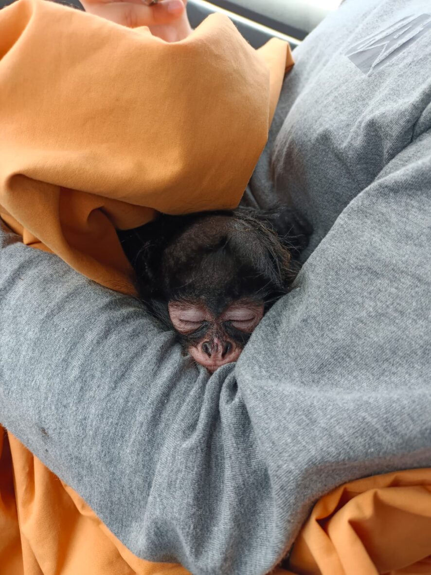 WhatsApp Image 2026 01 23 at 6.36.55 PM 1 scaled HAY UN NUEVO INQUILINO EN EL REFUGIO DE FAUNA SILVESTRE DEL PARQUE RODOLFO LANDEROS; CONÓCELO