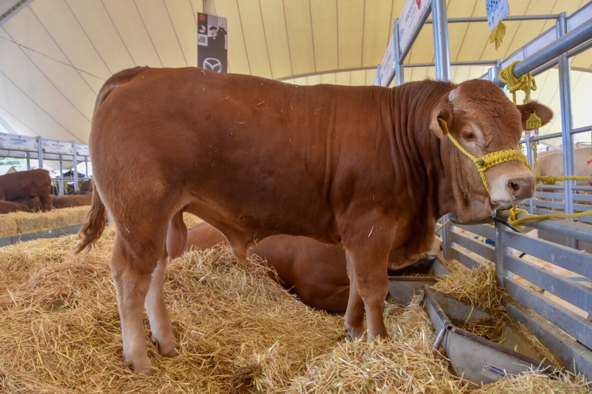 WhatsApp Image 2026 01 21 at 13.14.46 scaled GANADEROS PODRÁN MEJORAR SU GANADO CON APOYO DE GOBIERNO DEL ESTADO