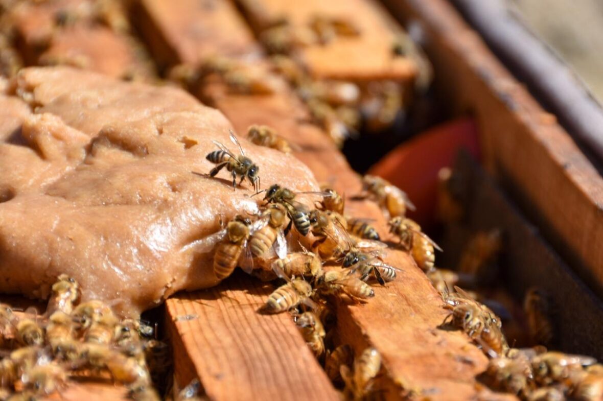 WhatsApp Image 2026 01 29 at 13.54.52 2 scaled ABREN APOYOS PARA IMPULSAR A PRODUCTORES DE GANADO, ABEJAS Y PECES