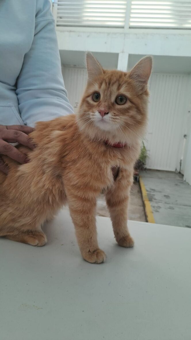 87ed8182 5ef8 4cc8 a06a a2b16ff7be38 scaled REALIZARÁN MUNICIPIO DE AGUASCALIENTES E ISSEA NUEVA CAMPAÑA DE ESTERILIZACIÓN CANINA Y FELINA