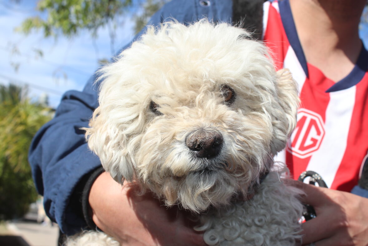 IMG 5087.JPG scaled ACERCAN SERVICIOS VETERINARIOS GRATUITOS A TODO EL ESTADO A TRAVÉS DE LAS CARAVANAS DE SALUD CANINA Y FELINA