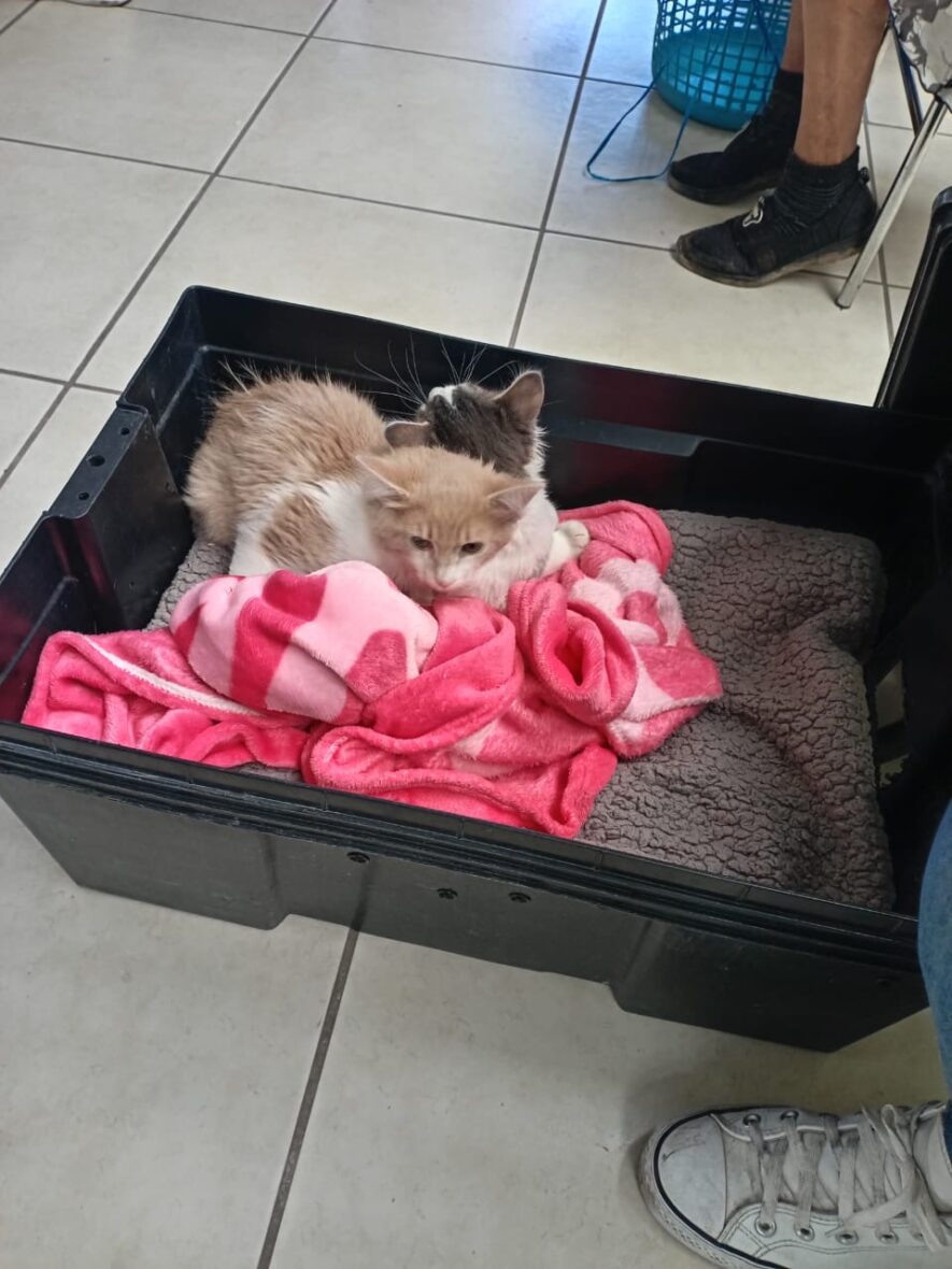 344dd844 d43d 4334 bf31 d45b2dafda7b scaled LA COORDINACIÓN GENERAL DE SALUD E ISSEA LLEVARÁN JORNADA DE ESTERILIZACIÓN AL CEDECO OJOCALIENTE Y VILLA LOMA DORADA