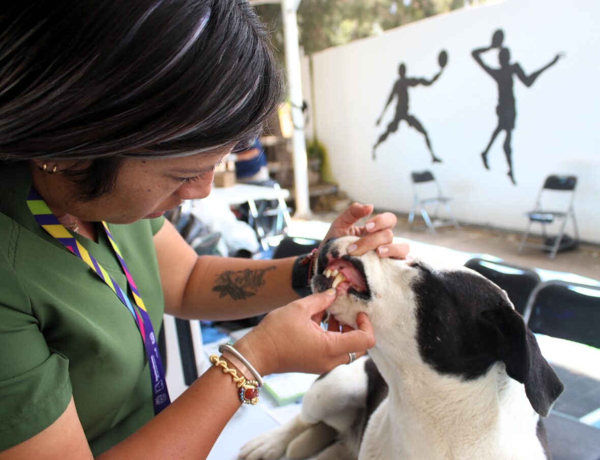 IMG 7808.JPG scaled ESTE VIERNES, HABRÁ SERVICIOS VETERINARIOS GRATUITOS EN PABELLÓN DE ARTEAGA