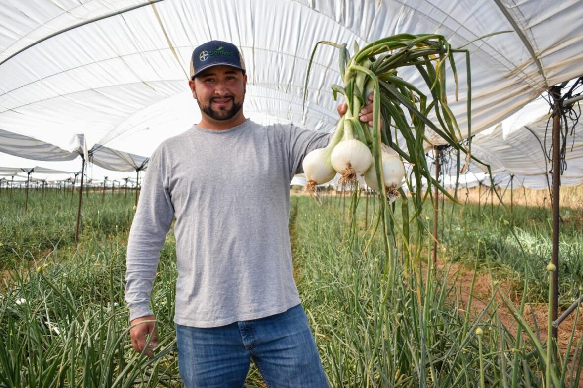 WhatsApp Image 2026 03 25 at 4.08.16 PM scaled 13 MIL TONELADAS DE CEBOLLA PRODUCE AL AÑO EL CAMPO DE AGUASCALIENTES