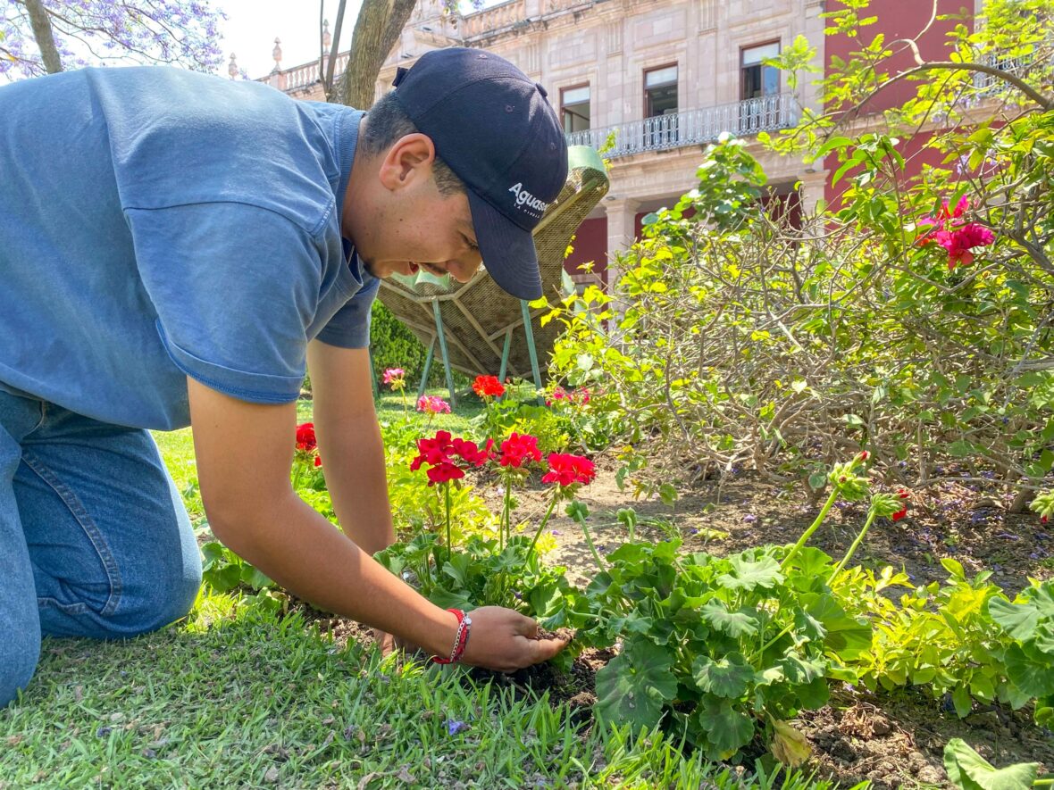 WhatsApp Image 2026 04 14 at 2.07.47 PM scaled MUNICIPIO DE AGUASCALIENTES IMPULSA EL EMBELLECIMIENTO URBANO CON LA PLANTACIÓN DE 300 MALVAS